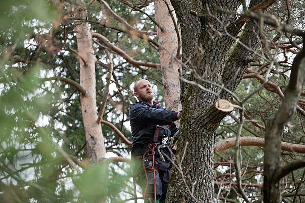 Best Fruit Tree Pruning  in Granville South, OH